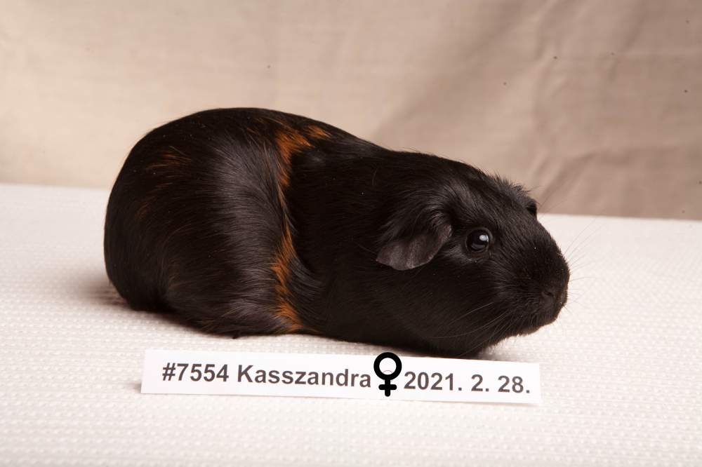 American guinea pig Breeder Cavia porcellus 