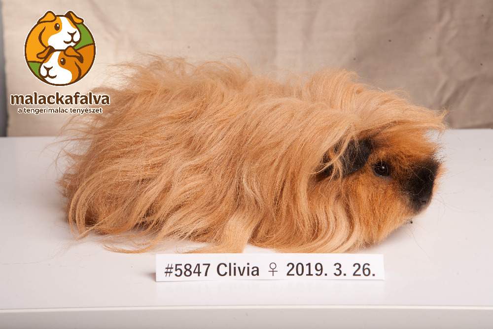 Lunkarya Deceased Cavia porcellus 