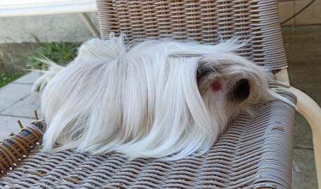 Peruvian guinea pig Owned by other Cavia porcellus 