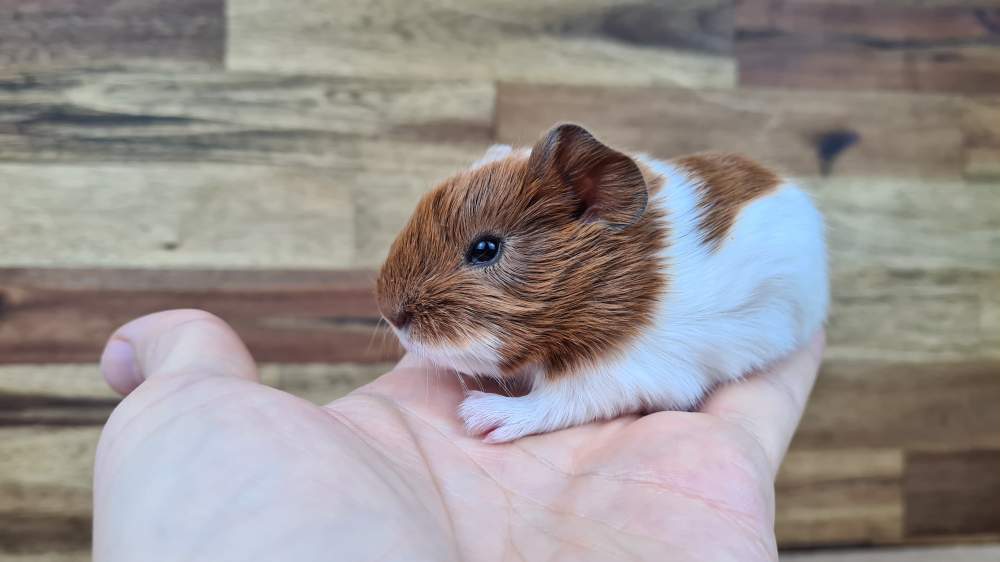 Sheltie guinea pig Breeder Cavia porcellus 