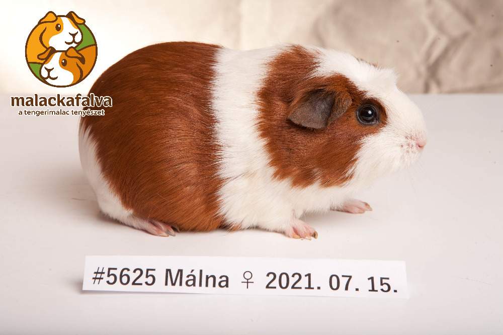 English Crested guinea pig Breeder Cavia porcellus 