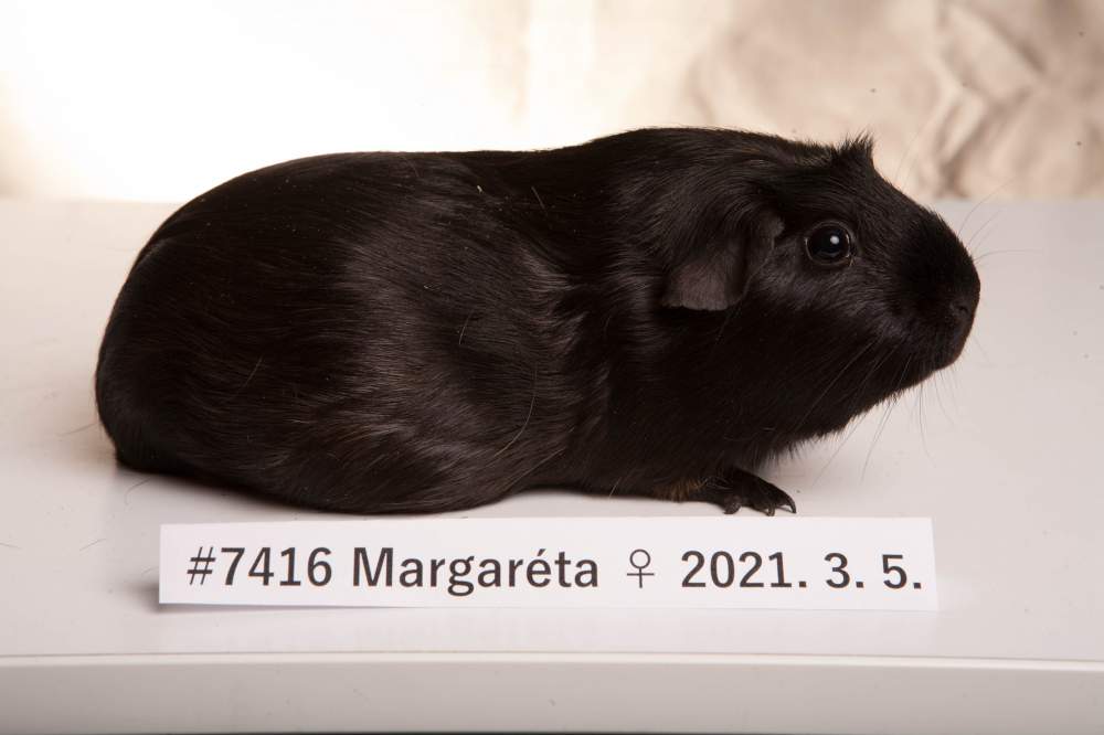 English Crested guinea pig Breeder Cavia porcellus 