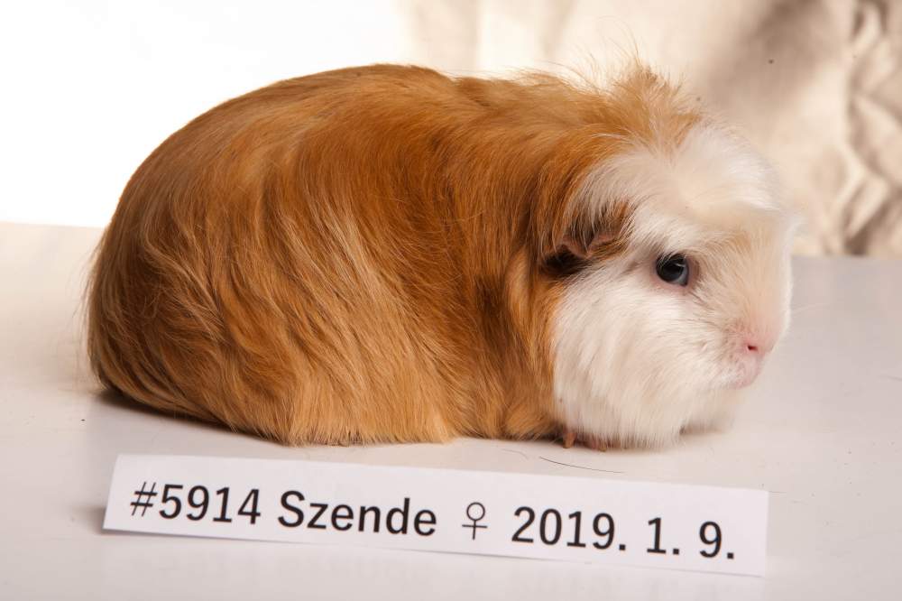 American Crested guinea pig Breeder Cavia porcellus 