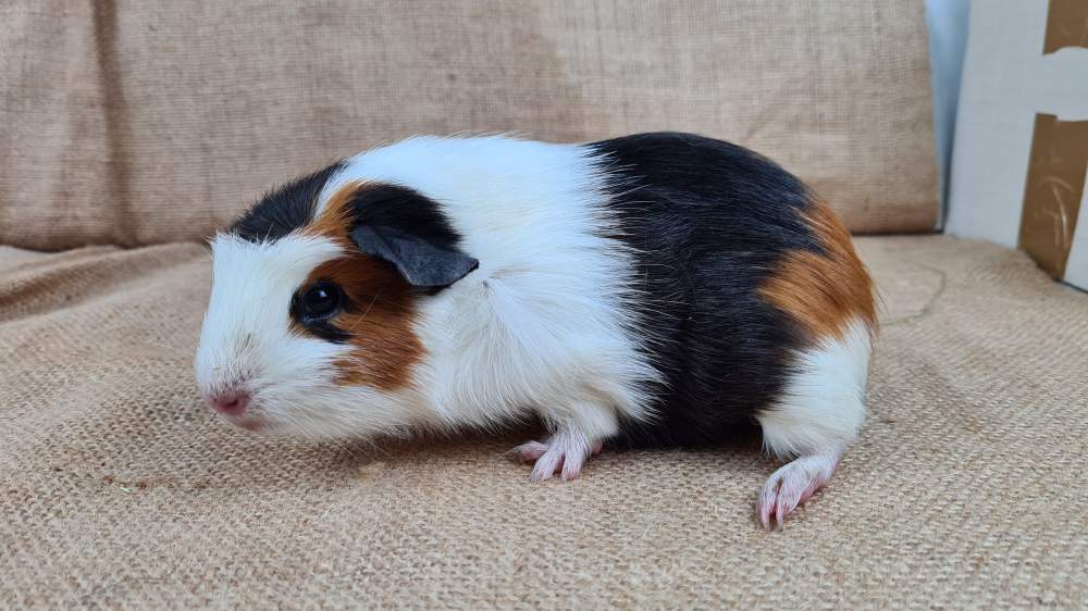 Guinea pig Available for rehoming Cavia porcellus 