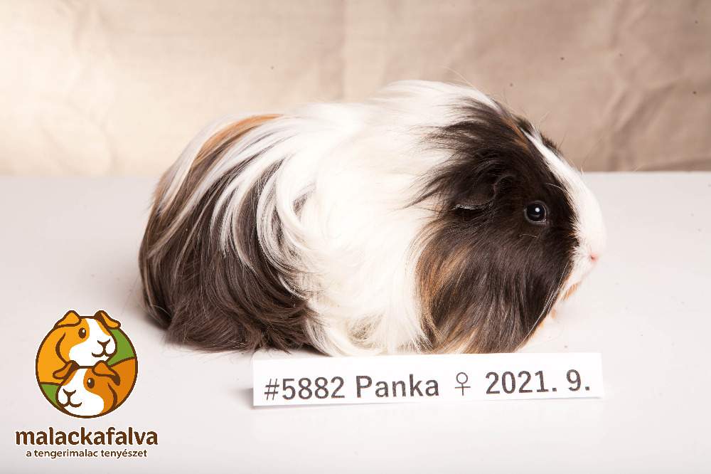 Sheltie guinea pig Breeder Cavia porcellus 