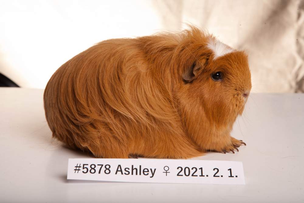 American Crested guinea pig Breeder Cavia porcellus 