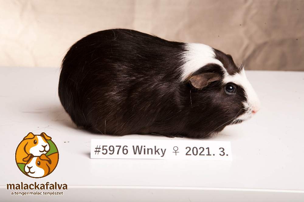 English Crested guinea pig Breeder Cavia porcellus 