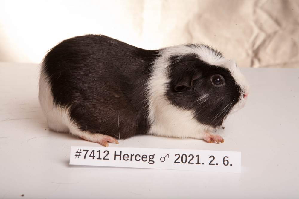 English Crested guinea pig Breeder Cavia porcellus 