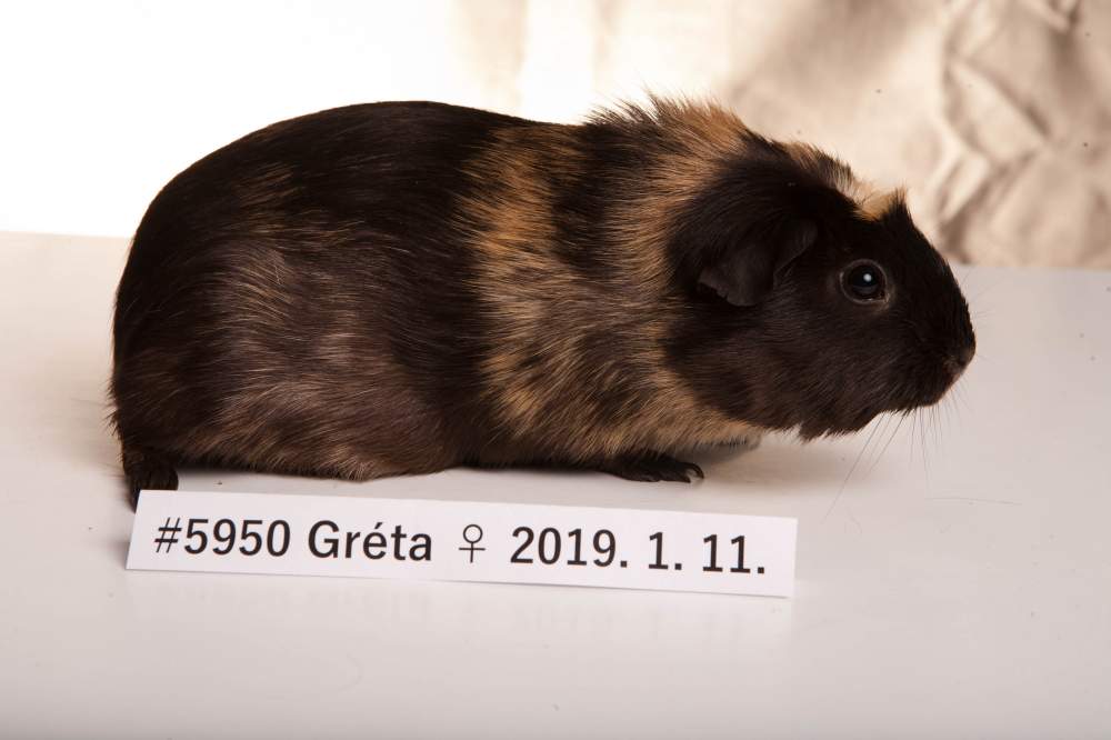 American guinea pig Breeder Cavia porcellus 