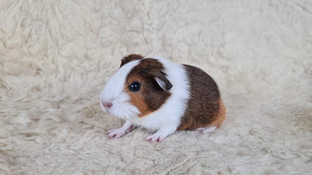 Guinea pig Available for rehoming Cavia porcellus 