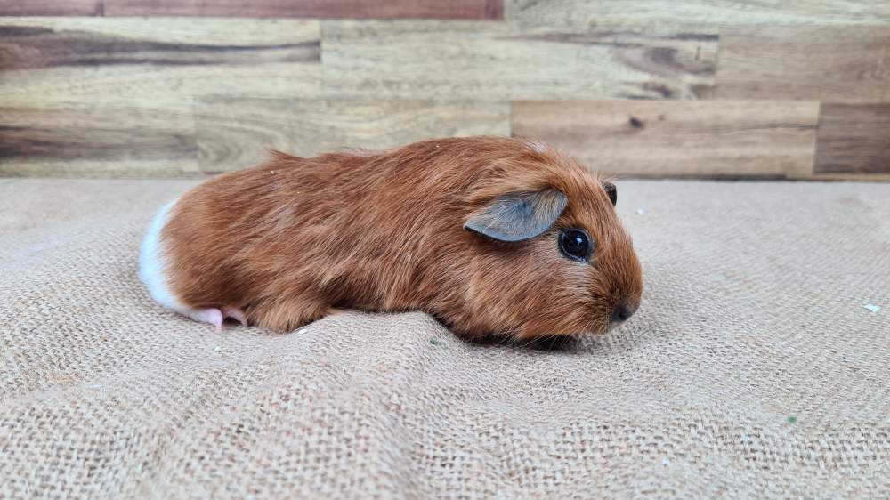 Guinea pig Available for rehoming Cavia porcellus 