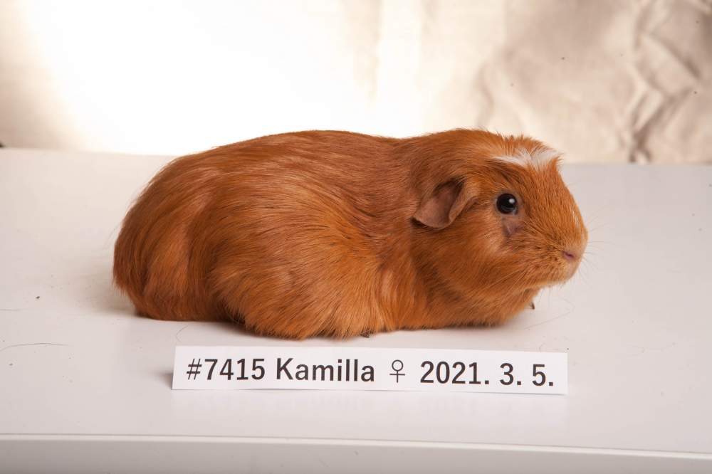 American Crested guinea pig Breeder Cavia porcellus 