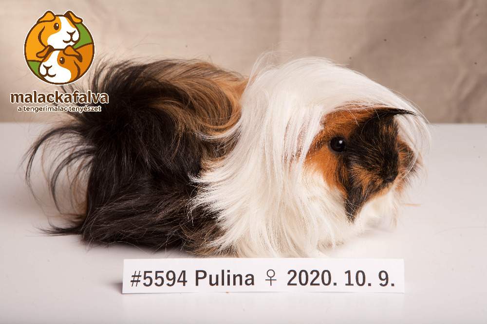 Peruvian guinea pig Deceased Cavia porcellus 