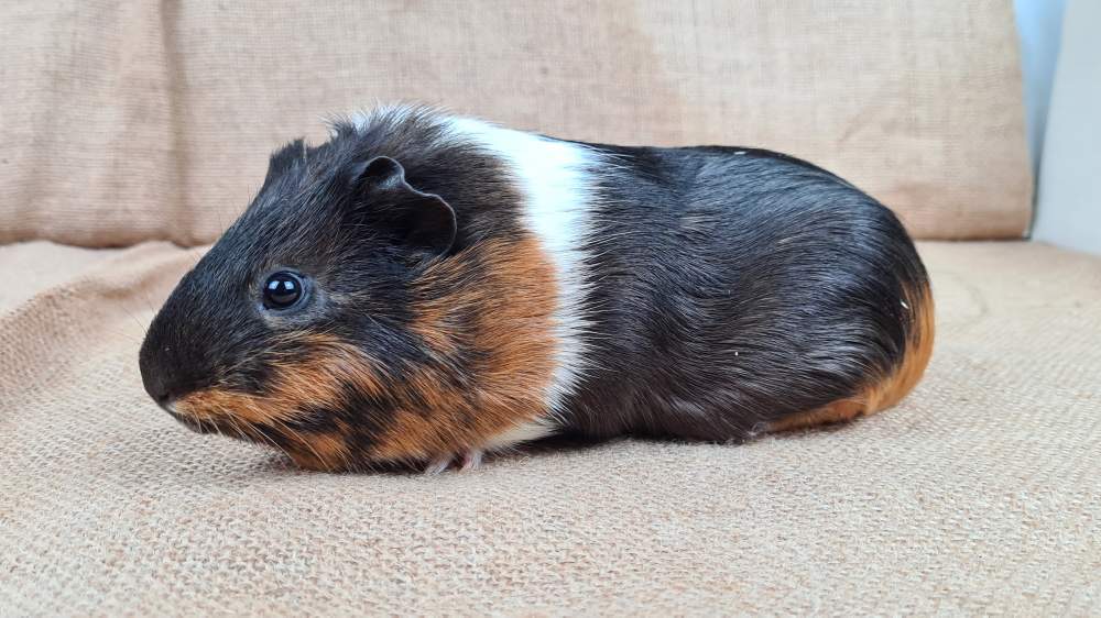 Guinea pig Available for rehoming Cavia porcellus 