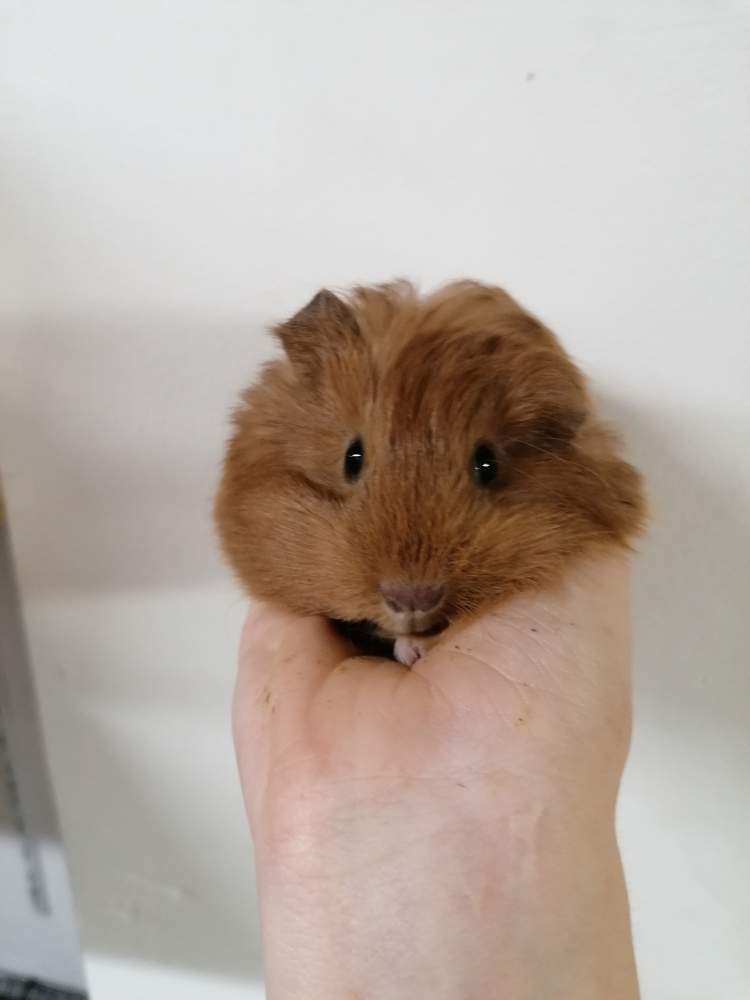 Sheltie guinea pig Breeder Cavia porcellus 