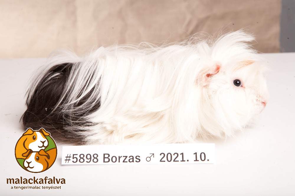 Peruvian guinea pig Breeder Cavia porcellus 