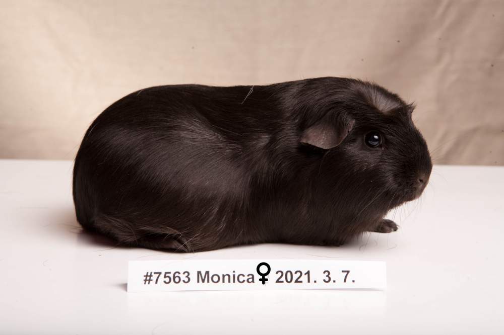 English Crested guinea pig Breeder Cavia porcellus 