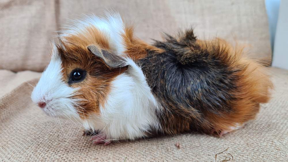 Guinea pig Available for rehoming Cavia porcellus 