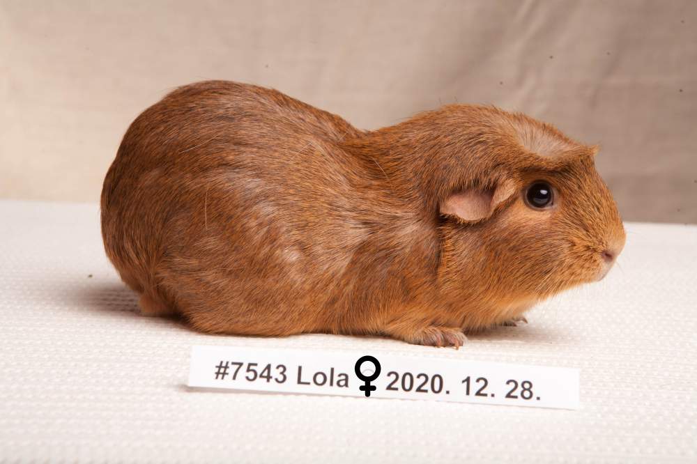 English Crested guinea pig Breeder Cavia porcellus 