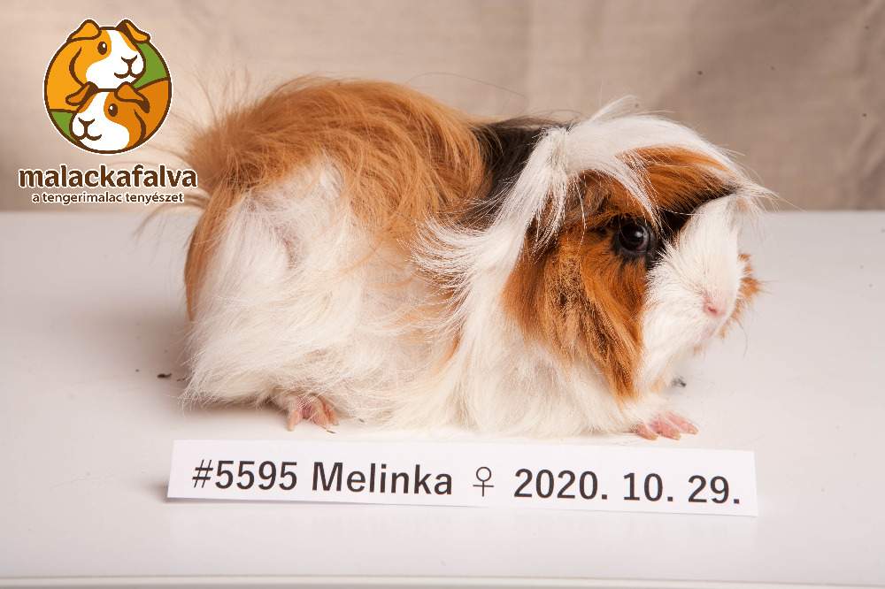 Peruvian guinea pig Deceased Cavia porcellus 