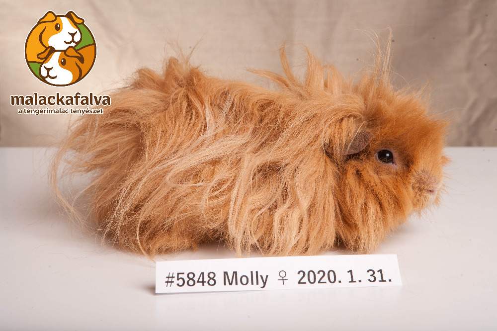 Lunkarya Breeder Cavia porcellus 