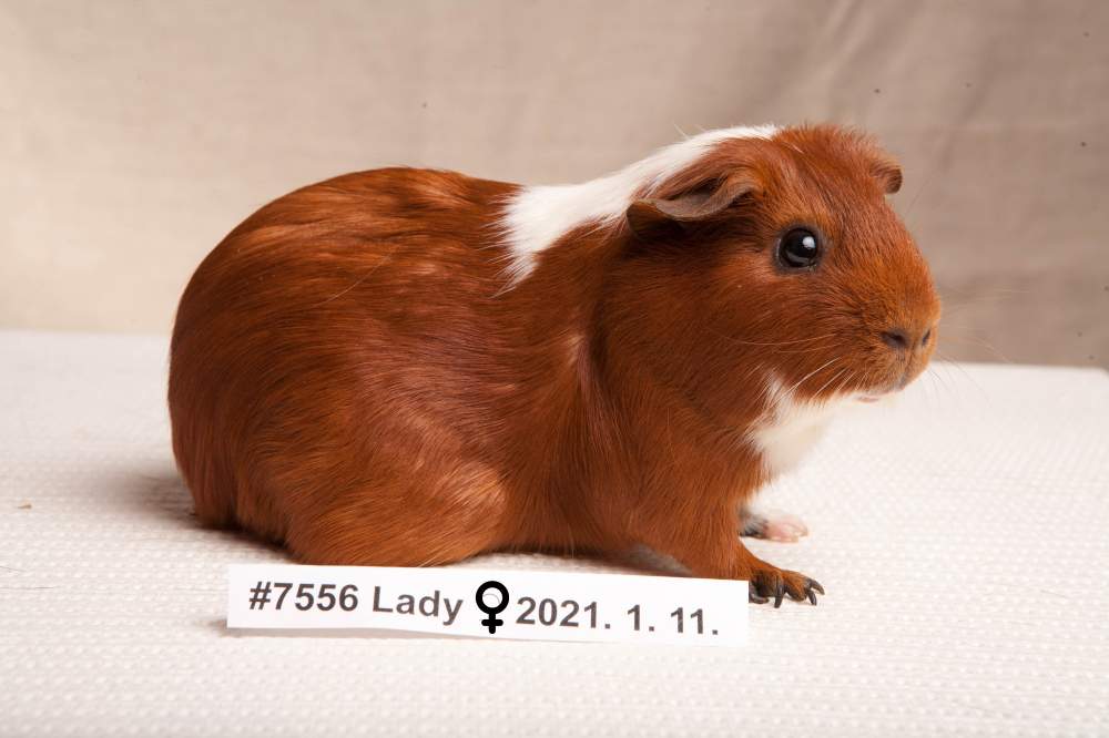 American guinea pig Breeder Cavia porcellus 