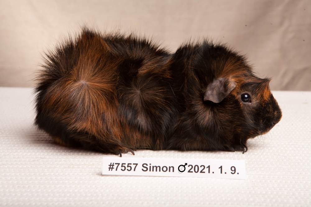 Guinea pig Breeder Cavia porcellus 