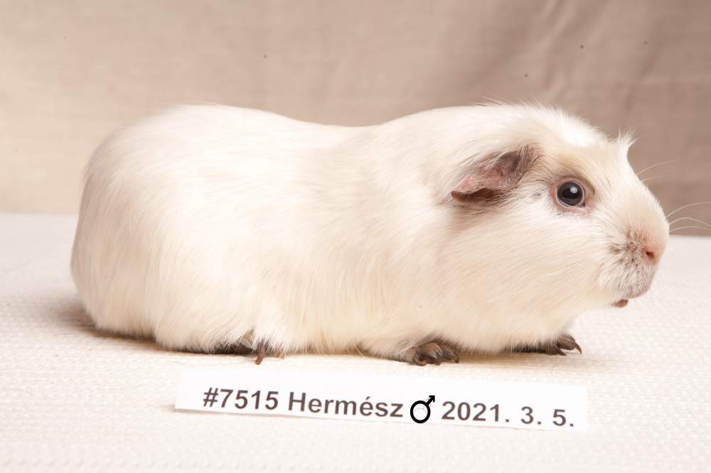 English Crested guinea pig Deceased Cavia porcellus 