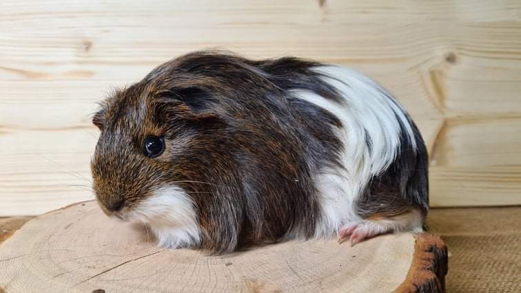 Sheltie guinea pig Breeder Cavia porcellus 