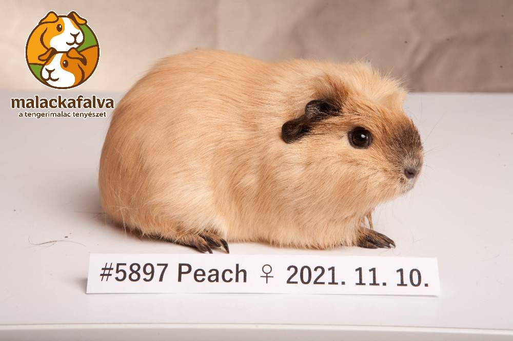 Guinea pig Breeder Cavia porcellus 