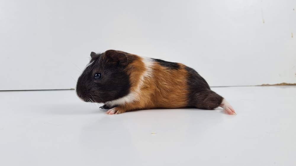 Guinea pig Available for rehoming Cavia porcellus 