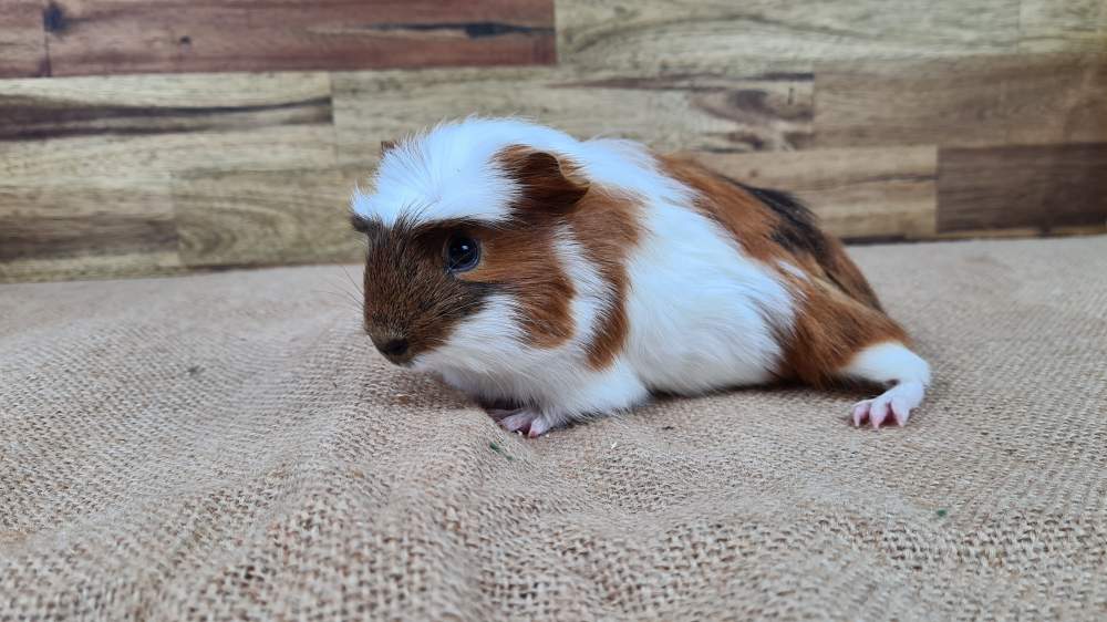 Guinea pig Available for rehoming Cavia porcellus 