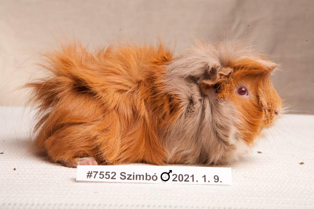 Guinea pig Breeder Cavia porcellus 