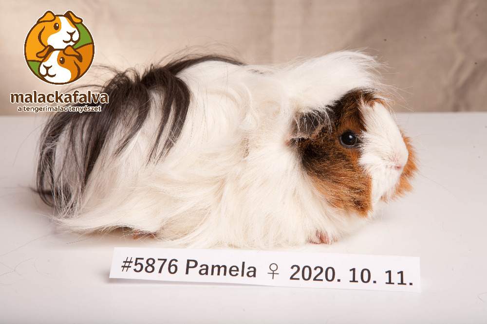 Peruvian guinea pig Breeder Cavia porcellus 
