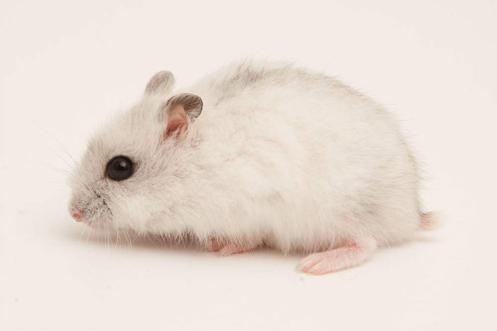 Winter white dwarf hamster Available for rehoming Phodopus sungorus sungorus Hungary, Budapest