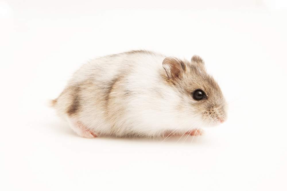 Winter white dwarf hamster Available for rehoming Phodopus sungorus sungorus Hungary, Budapest