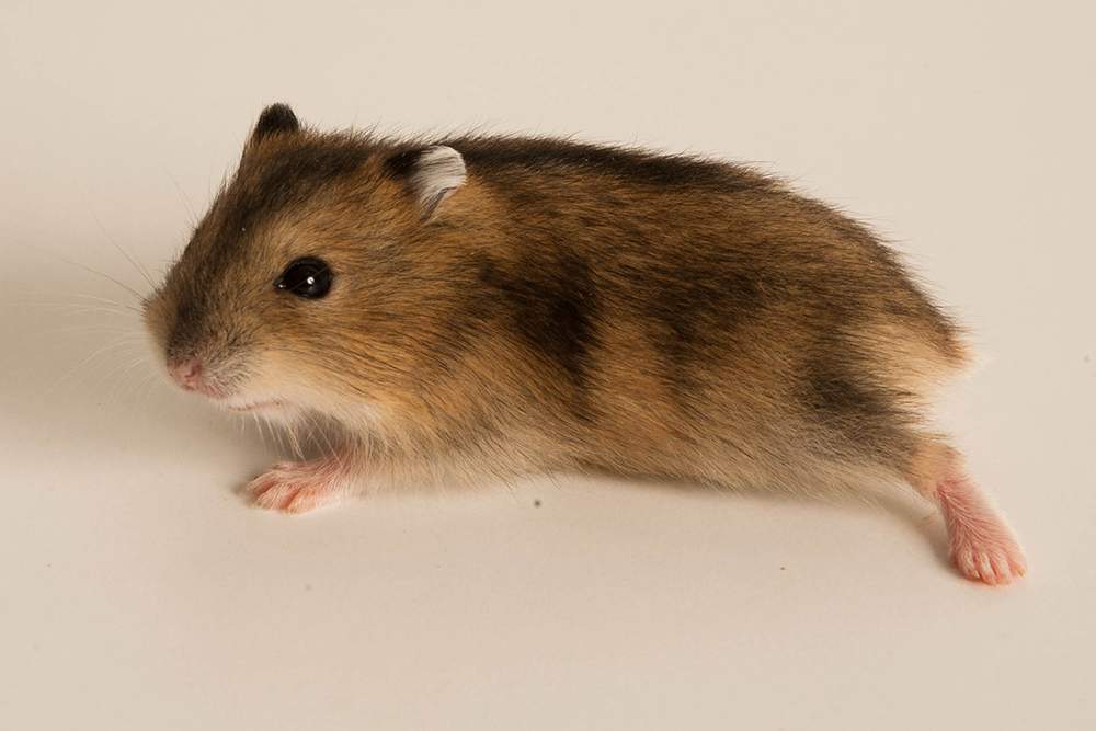 Winter white dwarf hamster Available for rehoming Phodopus sungorus sungorus Hungary, Budapest