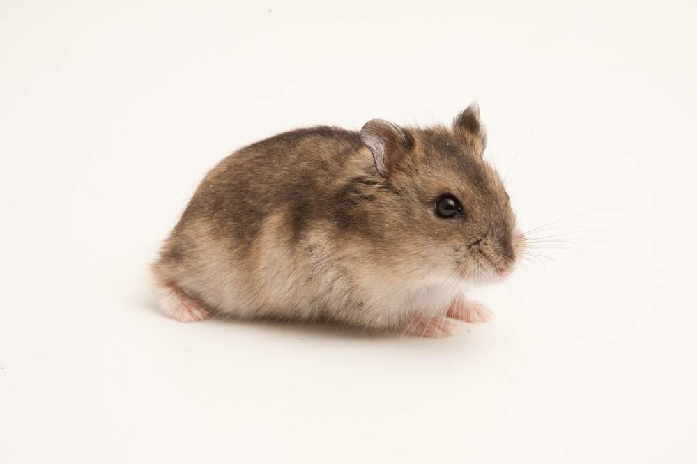 Winter white dwarf hamster Available for rehoming Phodopus sungorus sungorus Hungary, Budapest