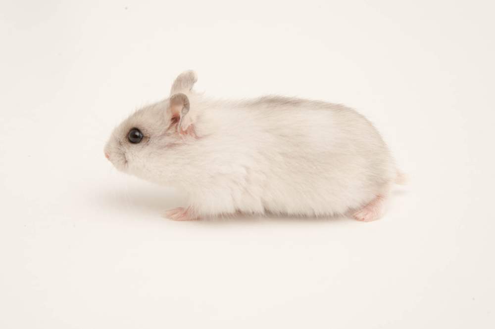 Winter white dwarf hamster Available for rehoming Phodopus sungorus sungorus Hungary, Budapest