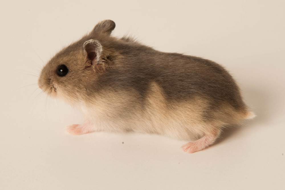 Winter white dwarf hamster Available for rehoming Phodopus sungorus sungorus Hungary, Budapest