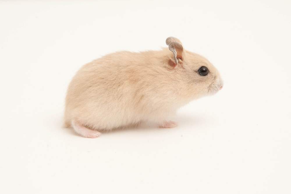 Winter white dwarf hamster Available for rehoming Phodopus sungorus sungorus Hungary, Budapest