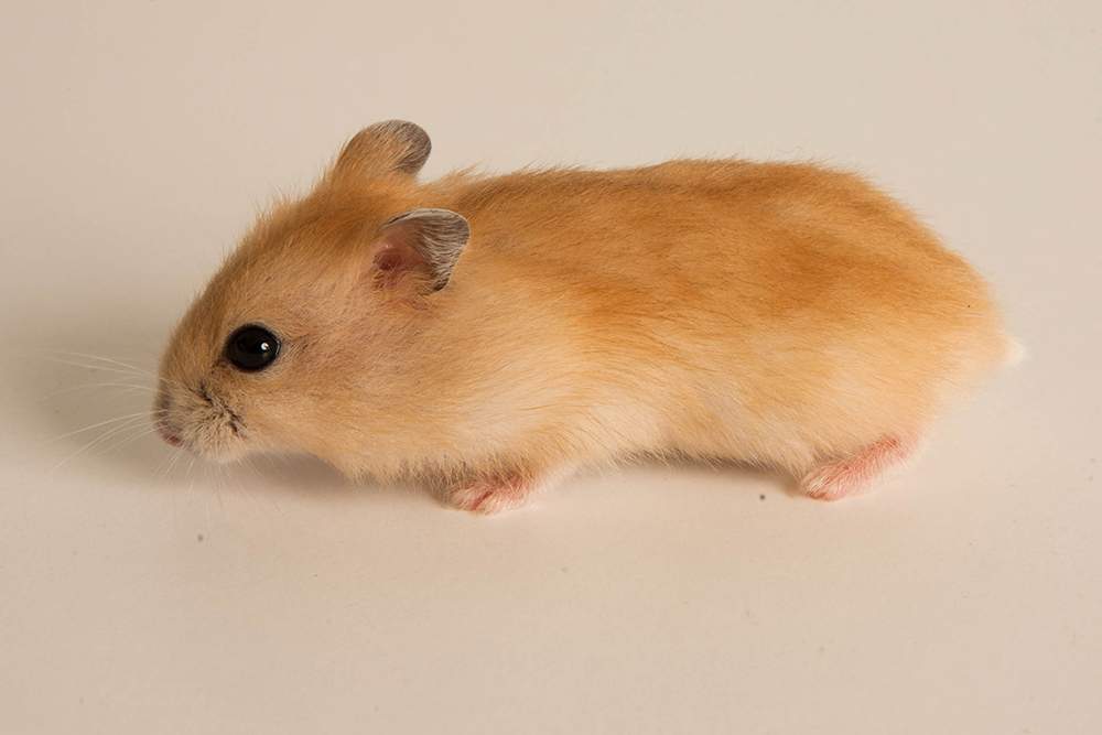Winter white dwarf hamster Available for rehoming Phodopus sungorus sungorus Hungary, Budapest