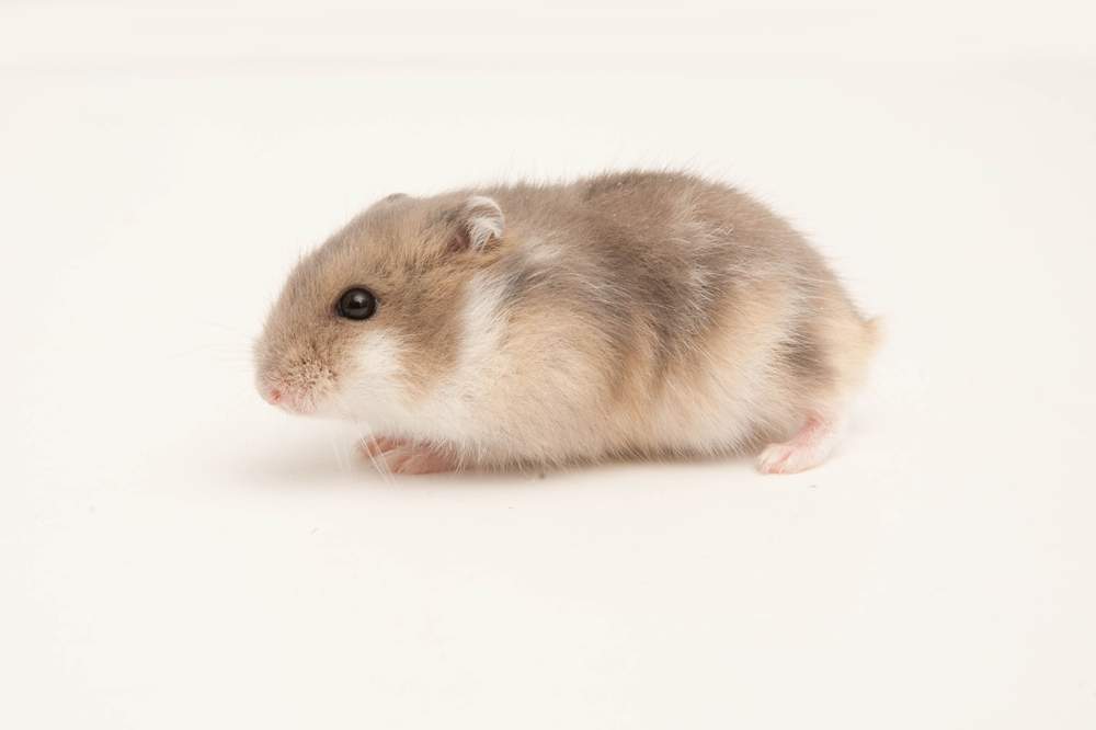 Winter white dwarf hamster Available for rehoming Phodopus sungorus sungorus Hungary, Budapest