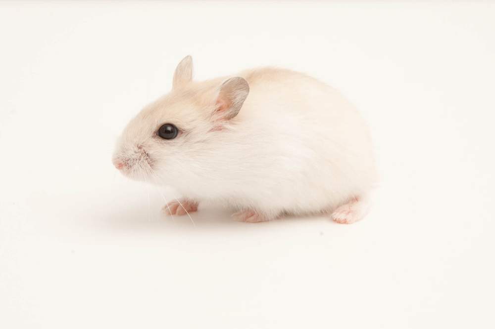 Winter white dwarf hamster Available for rehoming Phodopus sungorus sungorus Hungary, Budapest