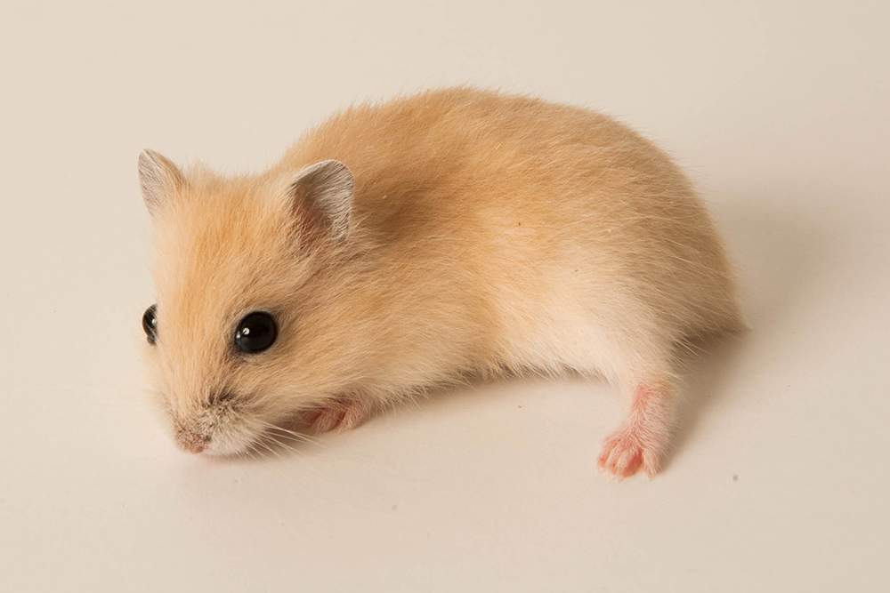 Winter white dwarf hamster Available for rehoming Phodopus sungorus sungorus Hungary, Budapest