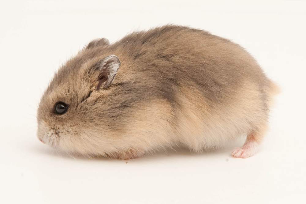 Winter white dwarf hamster Available for rehoming Phodopus sungorus sungorus Hungary, Budapest