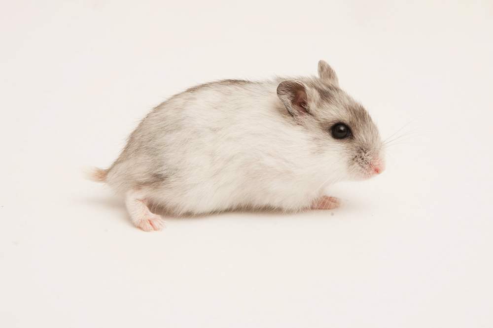 Winter white dwarf hamster Available for rehoming Phodopus sungorus sungorus Hungary, Budapest