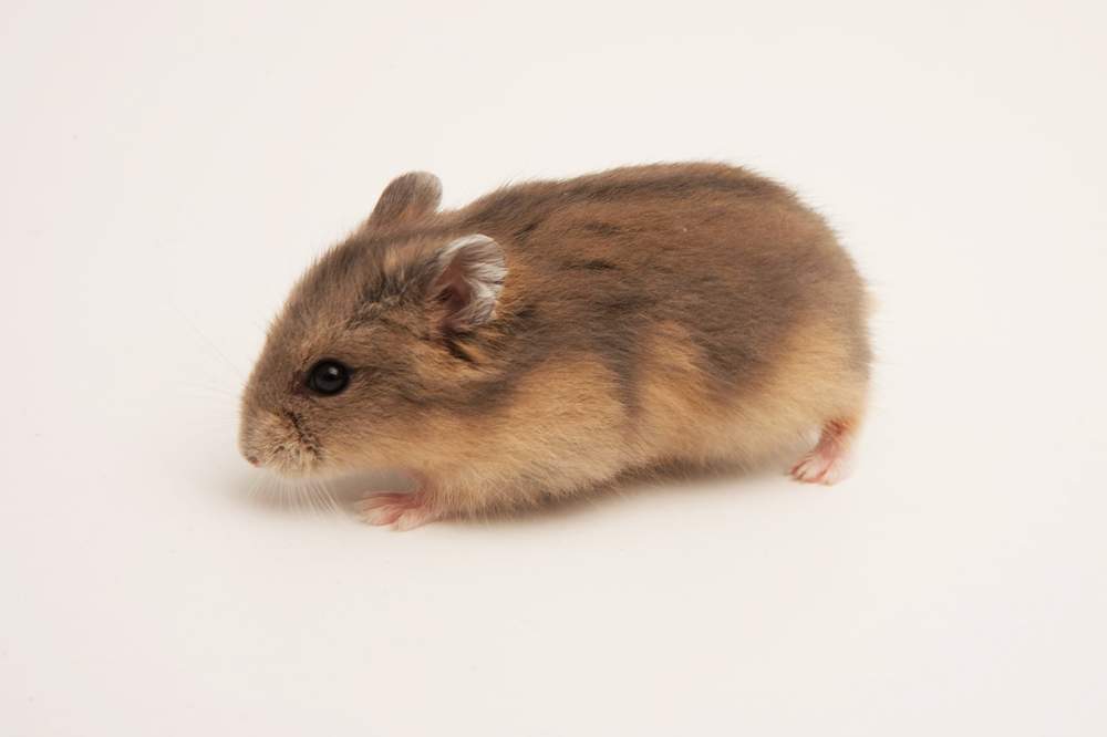 Winter white dwarf hamster Available for rehoming Phodopus sungorus sungorus Hungary, Budapest