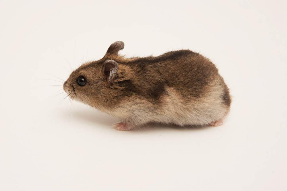 Winter white dwarf hamster Available for rehoming Phodopus sungorus sungorus Hungary, Budapest