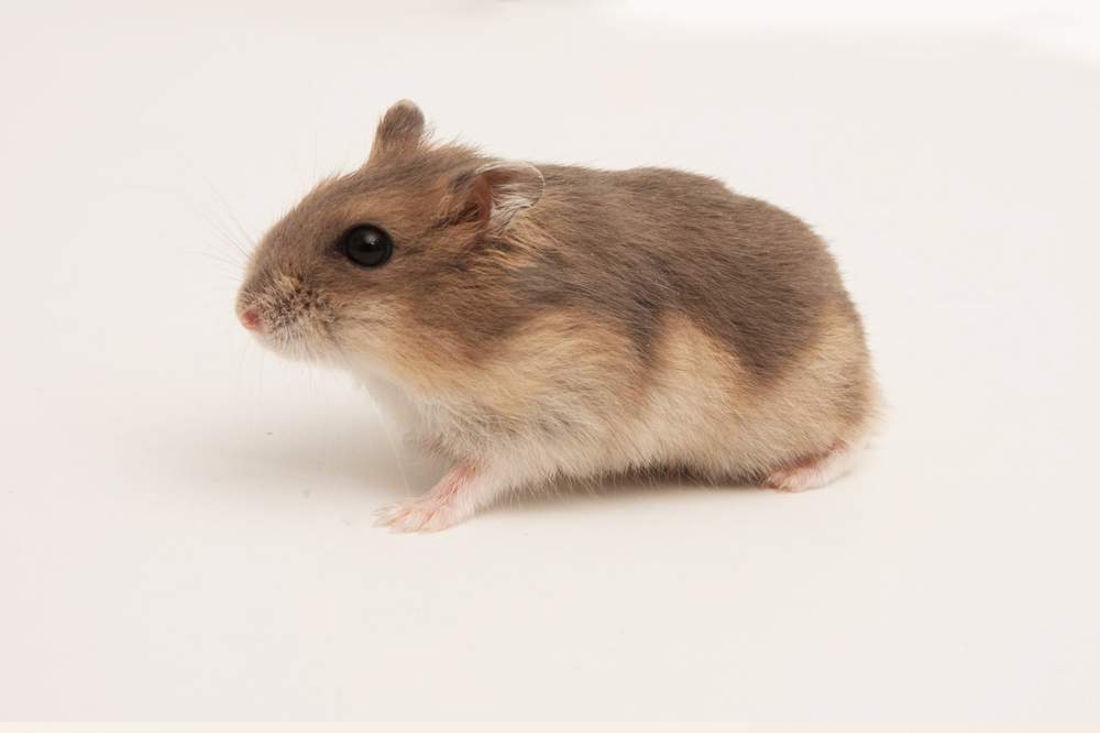 Winter white dwarf hamster Available for rehoming Phodopus sungorus sungorus Hungary, Budapest